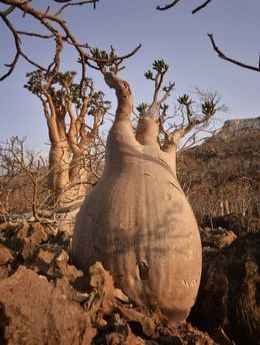 Sheba_Tourism-Socotra_Island