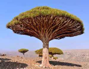Socotra Image